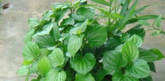 Công dụng của lá lốt tuyệt vời hơn những gì bạn tưởng