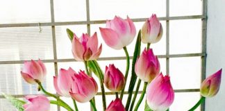 Các kiểu cắm hoa sen đơn giản chào tháng 6 rực rỡ