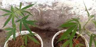 Cần sa mua bán như rau