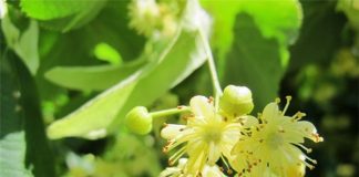 3 cách lấy cao răng tại nhà an toàn và hiệu quả