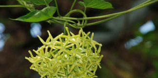 Hoa thiên lý, vị thuốc chữa nhiều bệnh