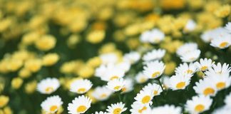 Ý nghĩa của hoa cúc theo phong thủy ít người biết đến