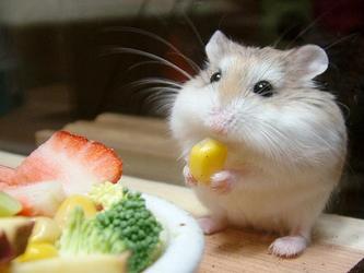 Hướng dẫn chế độ ăn và dinh dưỡng dành cho Hamster