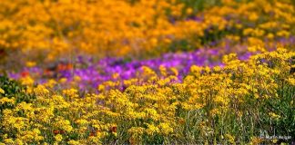 Ngắm cảnh sắc thần tiên ở vùng 'ngàn hoa cúc'