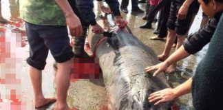 Xôn xao hình ảnh người dân xẻ thịt cá voi chia nhau
