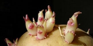 Những thực phẩm dễ gây ngộ độc chết người (Phần 1)