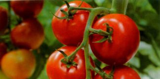 Thần dược từ cà chua