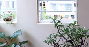 Làm sao để chọn cây cảnh phòng khách theo phong thủy?