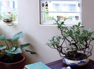 Làm sao để chọn cây cảnh phòng khách theo phong thủy?