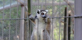 Thú chết ở Vinpearl Safari: Những con số bất thường