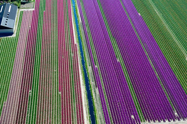 Mê hồn những đồng hoa Hà Lan từ trên cao