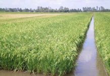 Cách nuôi ếch ở ruộng lúa