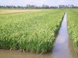 Cách nuôi ếch ở ruộng lúa