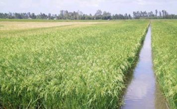 Cách nuôi ếch ở ruộng lúa