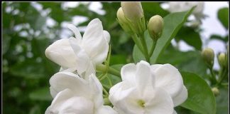 7 loại cây đặt trong nhà giúp bạn có giấc ngủ ngon