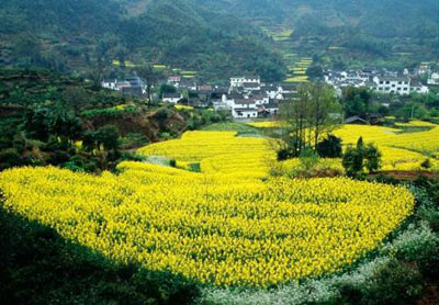 Lung linh cánh đồng hoa cải vàng Trung Quốc