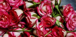 Hướng dẫn cách cắm hoa hồng hình số độc đáo cho ngày 8/3