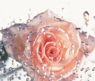 Cách sử dụng nước hoa hồng