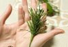 Bí quyết bảo vệ sức khỏe và giữ gìn vẻ đẹp bằng lá thông