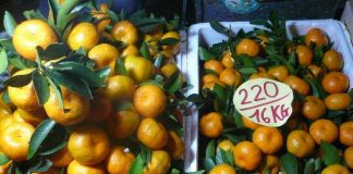 Quýt siêu ngọt Trung Quốc đội lốt Thái Lan, Sài Gòn?