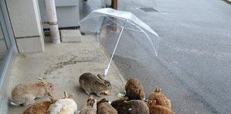 Có " vương quốc thỏ " trên đảo Ōkunoshima
