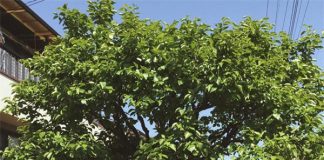 Cô gái xăm mình, ăn mặc chất, kinh doanh lãi 100 triệu/tháng