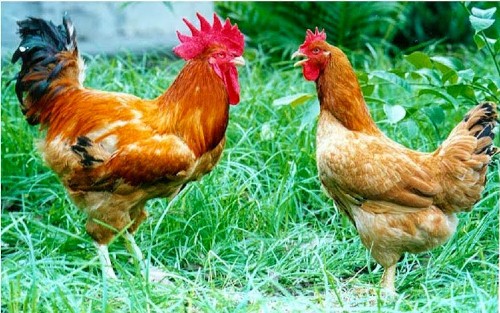 Làm giàu từ mô hình nuôi gà thả vườn đơn giản, hiệu quả