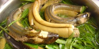 Những bài thuốc từ lươn - 1