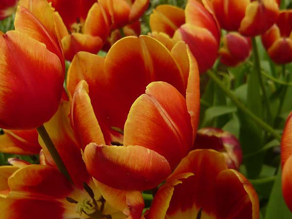 Lạc bước thiên đường hoa Keukenhof, Hà Lan