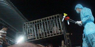 Kinh hoàng tồn dư chất cấm trong thịt heo 4.700 lần mức cho phép