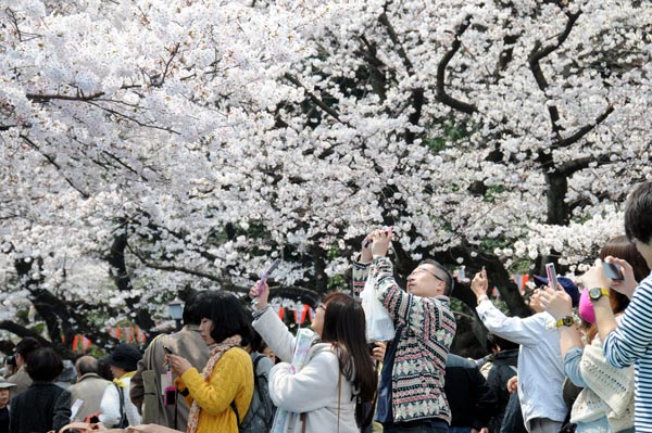 Ngắm hoa anh đào nở tại Tokyo