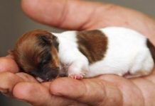 Các bệnh thường gặp ở chó nhỏ ai nuôi cũng phải biết Các bệnh thường gặp ở chó nhỏ ai nuôi cũng phải biết