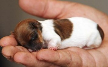 Các bệnh thường gặp ở chó nhỏ ai nuôi cũng phải biết