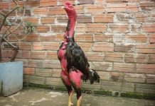 Cách nuôi gà đá có lực bách chiến bách thắng