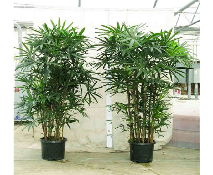 7 loài cây “thanh lọc” không khí, càng trồng càng khỏe