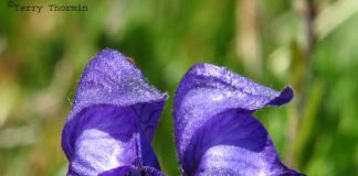 4 loại cây đẹp nhưng nguy hiểm chết người khi chạm vào