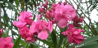 10 cây cảnh có thể gây chết người không nên sắm dịp Tết