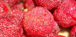 Sự thật về nguồn gốc của quả thanh mai ít người biết tới