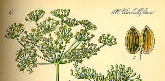 Quý ông muốn tăng sức khỏe tinh trùng hãy dùng thảo dược dễ kiếm này