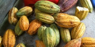 Về Cần Thơ thưởng thức vị ca cao Phong Điền