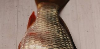 Cách nấu cháo cá chép thơm ngon, bổ dưỡng cho bà bầu