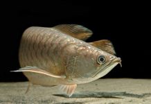 Làm sao để phân biệt các loại cá rồng (P2)