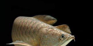 Làm sao để phân biệt các loại cá rồng (P2)