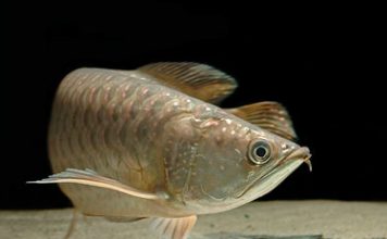 Làm sao để phân biệt các loại cá rồng (P2)