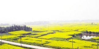 Lung linh cánh đồng hoa cải vàng Trung Quốc