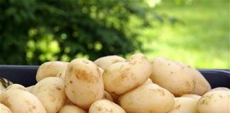 Khoai tây chữa rối loạn tiêu hóa, kém ăn