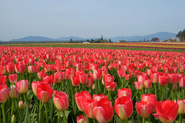 Đến Hà Lan ngắm hoa tulip khoe sắc rực rỡ