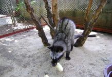 Hướng dẫn kỹ thuật nuôi chồn hương