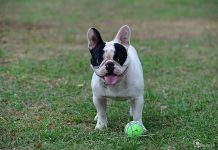 Các giống chó đẹp dễ nuôi rất được ưa chuộng ở Việt Nam