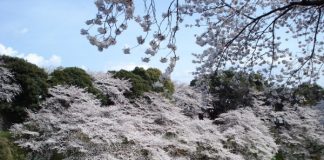 Cẩm nang du lịch Seoul mùa hoa anh đào